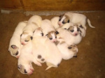  Pyrenean mountain dog – puppies