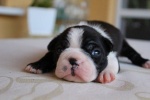 Sprzedaż szczeniaków rasy Boston Terrier z rodowodem