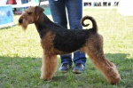 AIREDALE TERRIER - puppies for sale