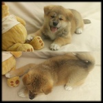 Akita Inu puppies for sale - females