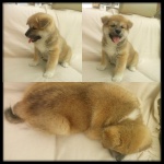 Akita Inu puppies for sale - females