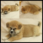 Akita Inu puppies for sale - males