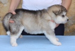 Alaskan Malamute