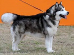 Alaskan Malamute z rodowodem