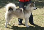 Alaskan Malamute z rodowodem