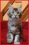 Amanda 2