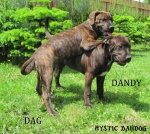 American Bandogge - Puppies