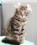 american curl 