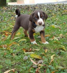Appenzeller Cattle Dog