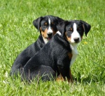 Appenzeller cattle dog puppies with FCI pedigree