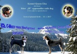 Appenzeller Sennenhund puppies with pedigree