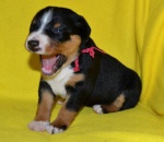 Appenzeller szczenięta z rodowodem