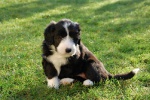 Bearded Collie