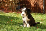 Bearded Collie