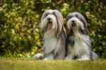 Bearded Collie