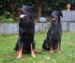 Beauceron