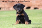 Beauceron amazing puppies