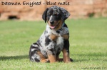 Beauceron amazing puppies