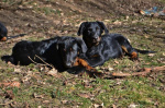 Beauceron-BERGER DE BEAUCE