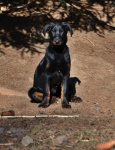 Beauceron-BERGER DE BEAUCE