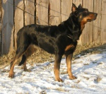 beauceron, matka szczeniąt