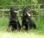 beaucerony z hodowli astra canina