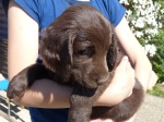 Beautiful brown puppies Flat Coated Retriever