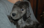 Bedlington terrier