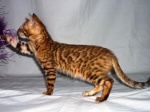 Bengal kittens with pedigree for sale