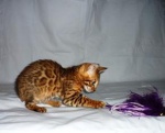 Bengal kittens with pedigree for sale