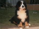 Bernese Mountain Dog 