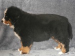 Bernese Mountain Dog 