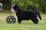 Bernese mountain dog - puppies with FCI pedigree