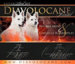 Biały owczarek szwajcarski