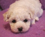 Bichon Frise 