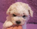 Bichon Frise 