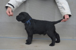 Black Giant Schnauzer Puppies