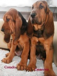 Bloodhound