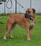 Boerboel szczenięta z rodowodem