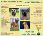 Boerboel szczenięta z rodowodem