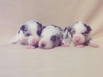 Border collie puppies with pedigree