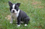 Boston Terrier na sprzedaż