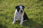 Boston Terrier na sprzedaż