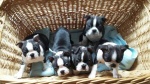 Boston terrier puppies