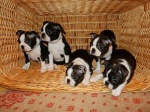 Boston terrier puppies