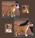 Boxer – szczenięta