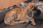Brindle puppies Great Dane with pedigree 