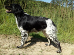 Brittany spaniel- szczeniak z rodowodem