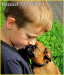 Brussels Griffon, Petit Brabançon puppies with pedigree