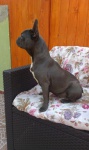 Buldog francuski blue female for sale!